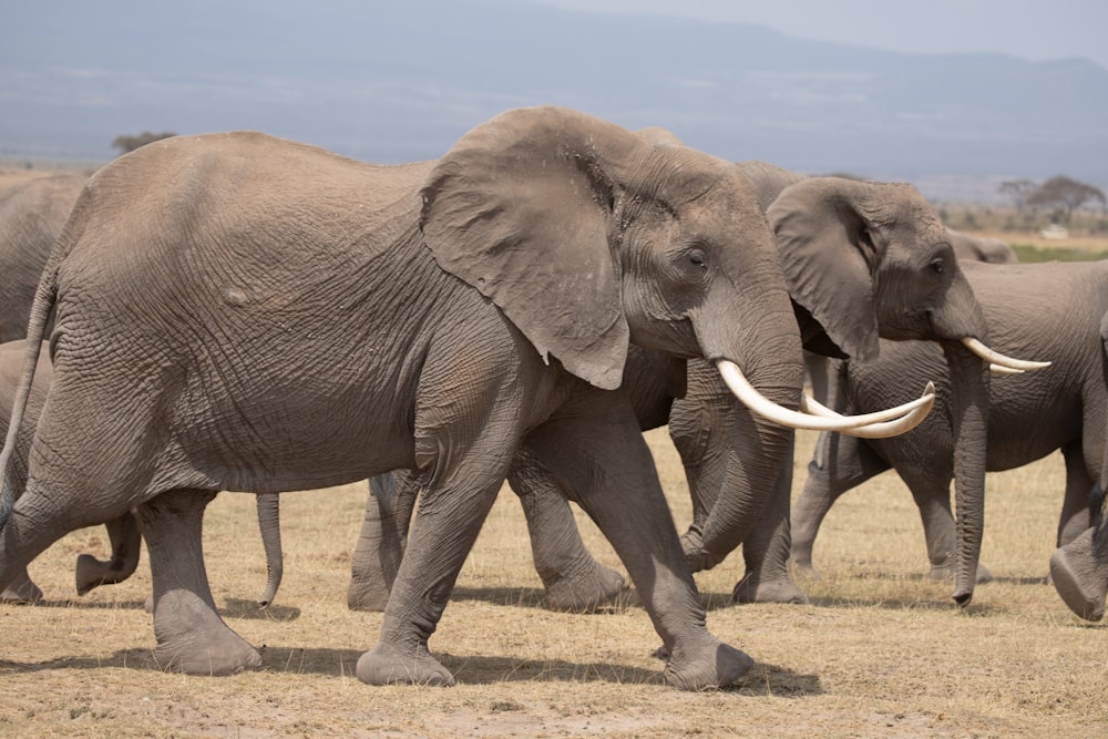 2 brown elephants walking on brown field during daytime