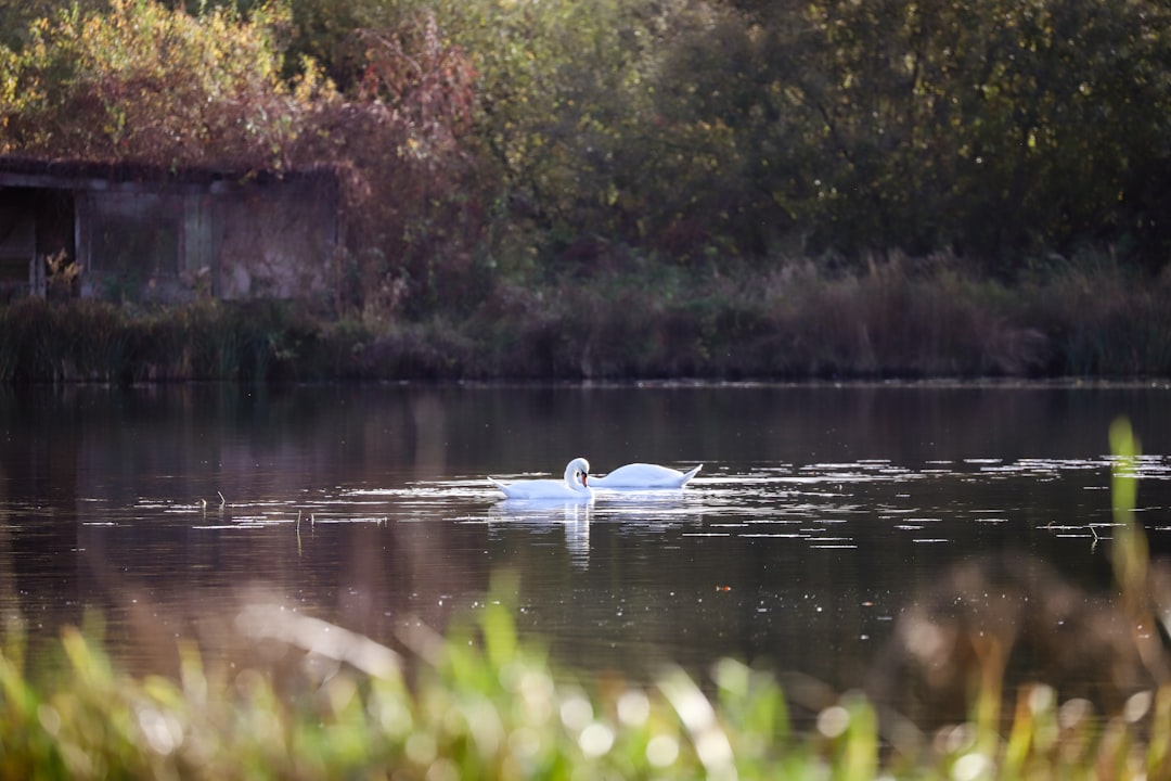 white duck on water during daytime