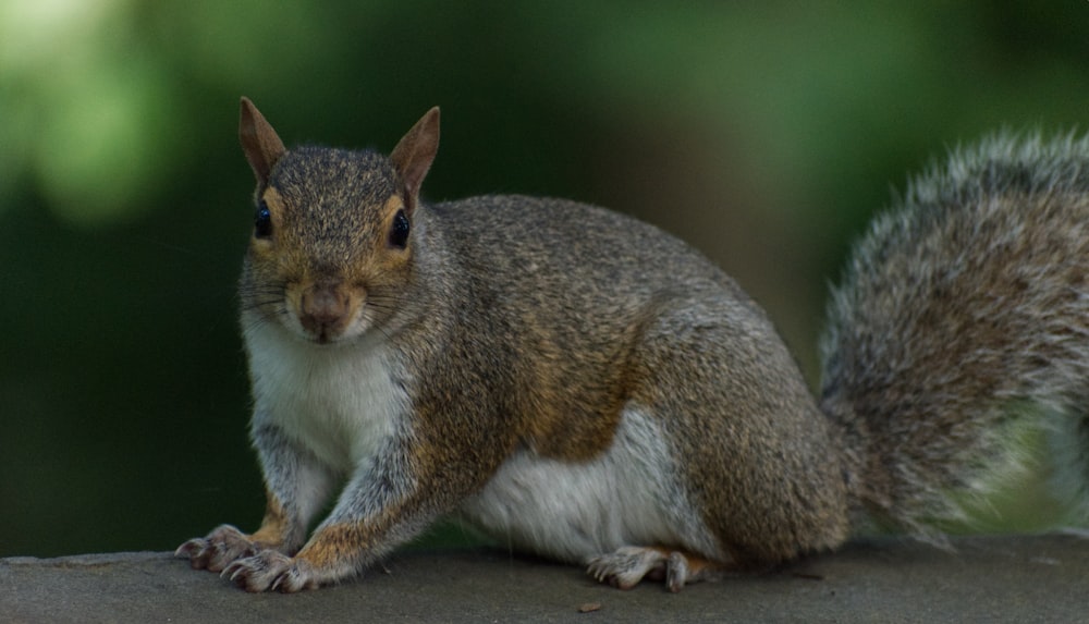 brown and white squirrel on brown wooden surface