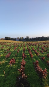 A vineyard landscape under a clear blue sky, showcasing rows of grapevines ready for harvest.