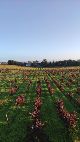A vineyard landscape under a clear blue sky, showcasing rows of grapevines ready for harvest.