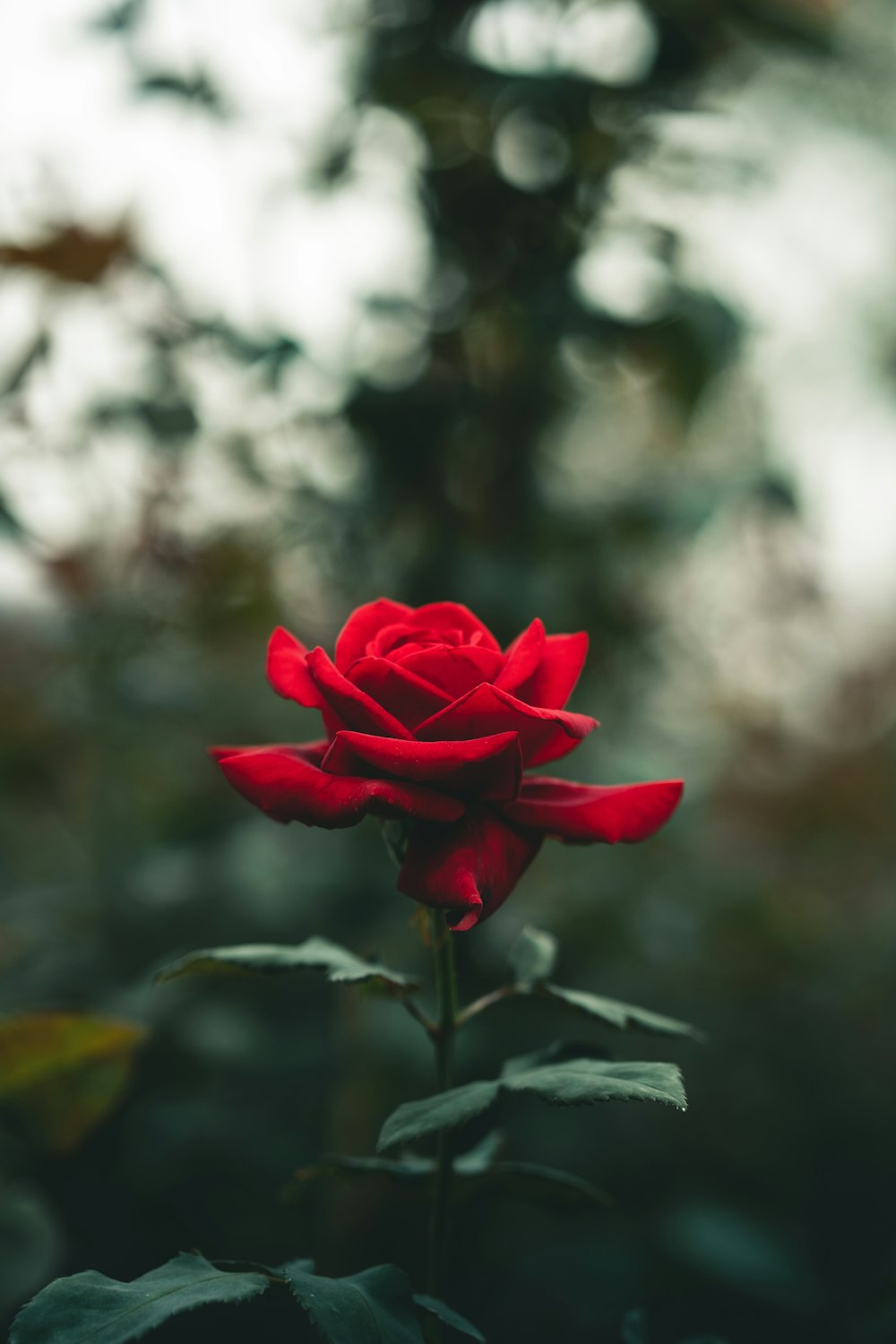 rosa vermelha em flor durante o dia