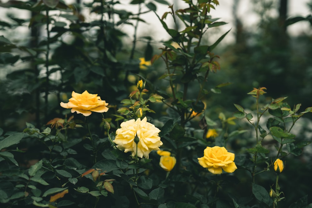 yellow flowers in tilt shift lens