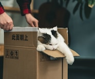 tuxedo cat in brown cardboard box