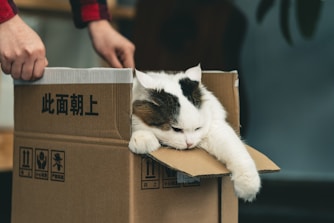 tuxedo cat in brown cardboard box