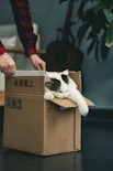 tuxedo cat in brown cardboard box