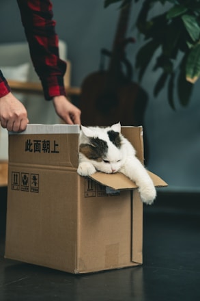 tuxedo cat in brown cardboard box