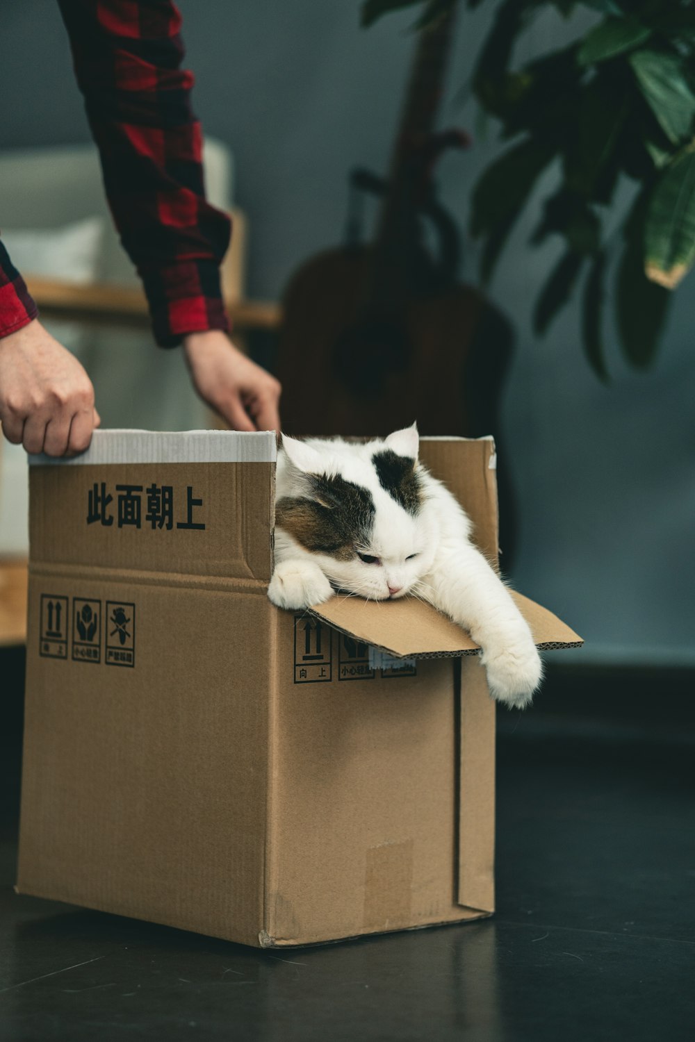 갈색 판지 상자에 턱시도 고양이