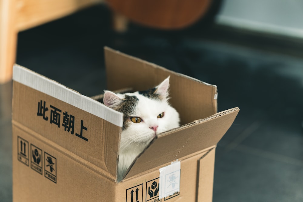 Gato de esmoquin en caja de cartón marrón