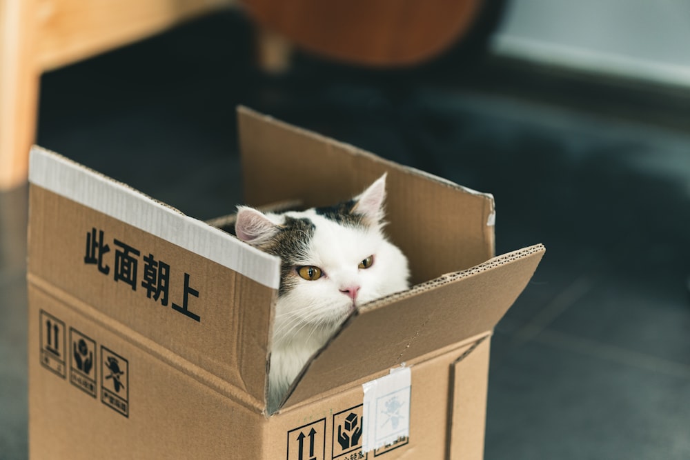 tuxedo cat in brown cardboard box