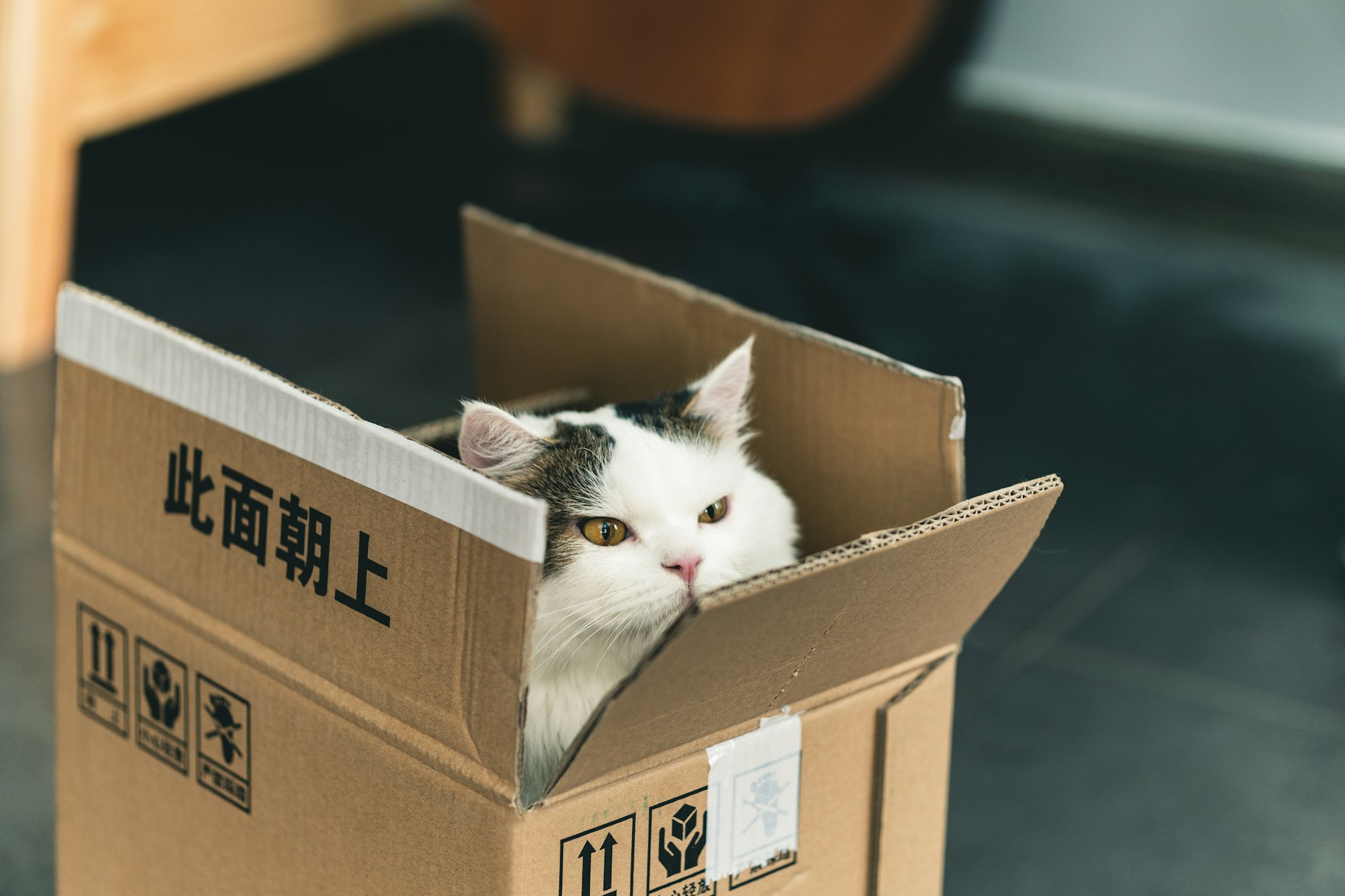 disgruntled looking cat in a box