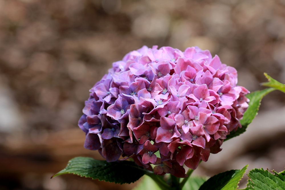 purple flower in tilt shift lens