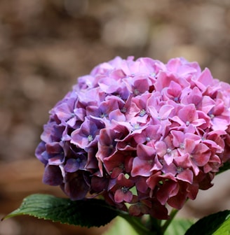 purple flower in tilt shift lens