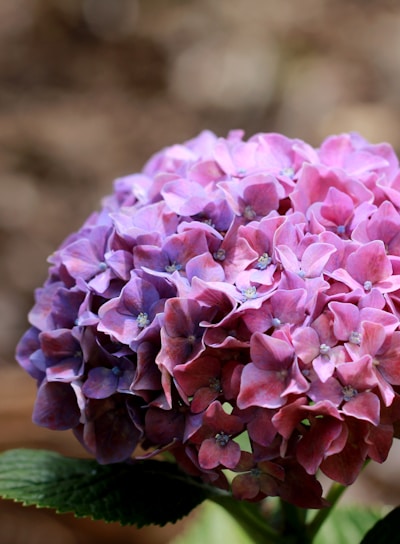 purple flower in tilt shift lens