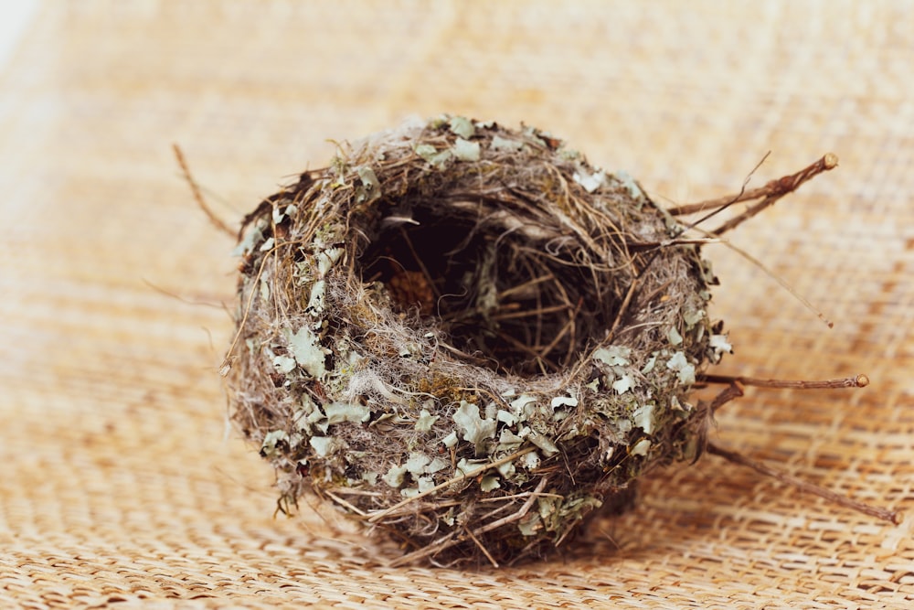 brown nest on brown textile