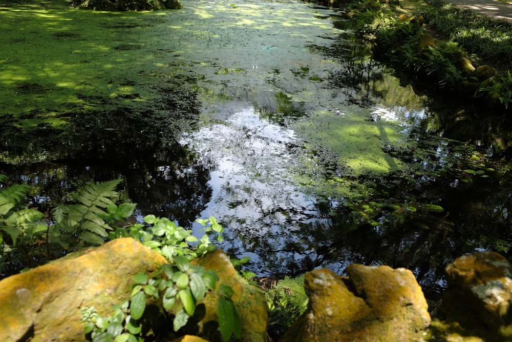 green moss on brown rocks near river