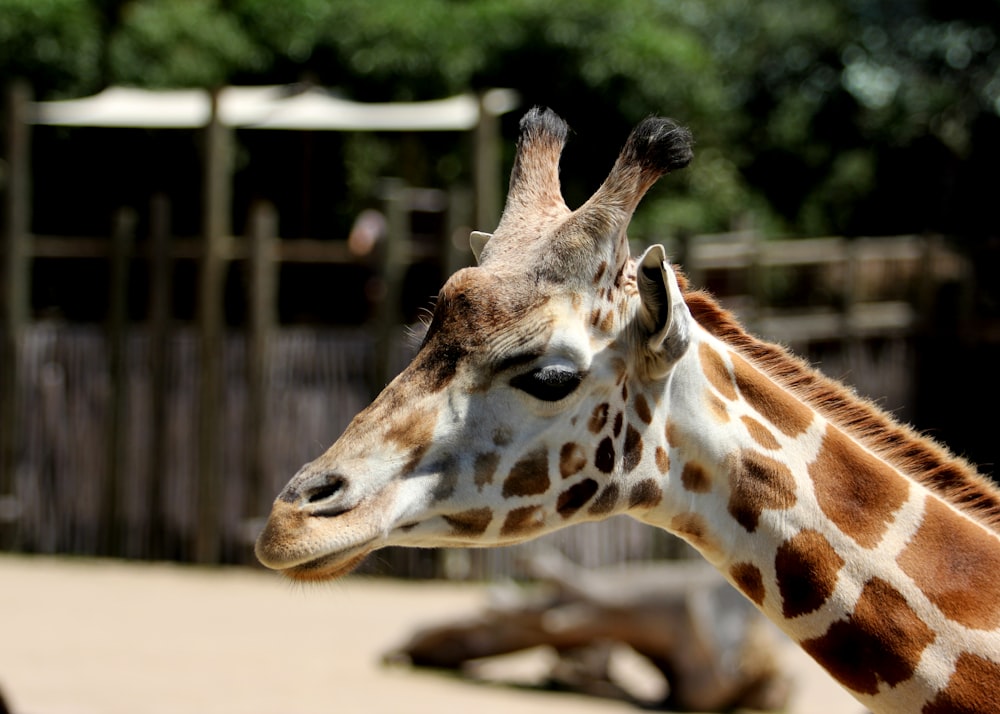 brown and white giraffe in cage