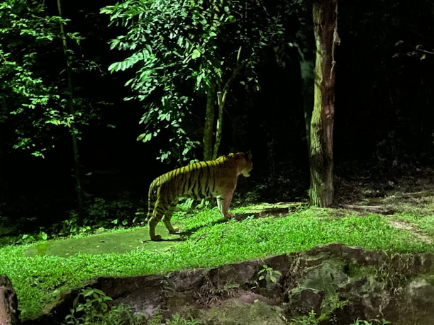A tiger walking along a path in a dense forest at night, surrounded by lush greenery and illuminated by a soft light casting shadows on the ground and trees.