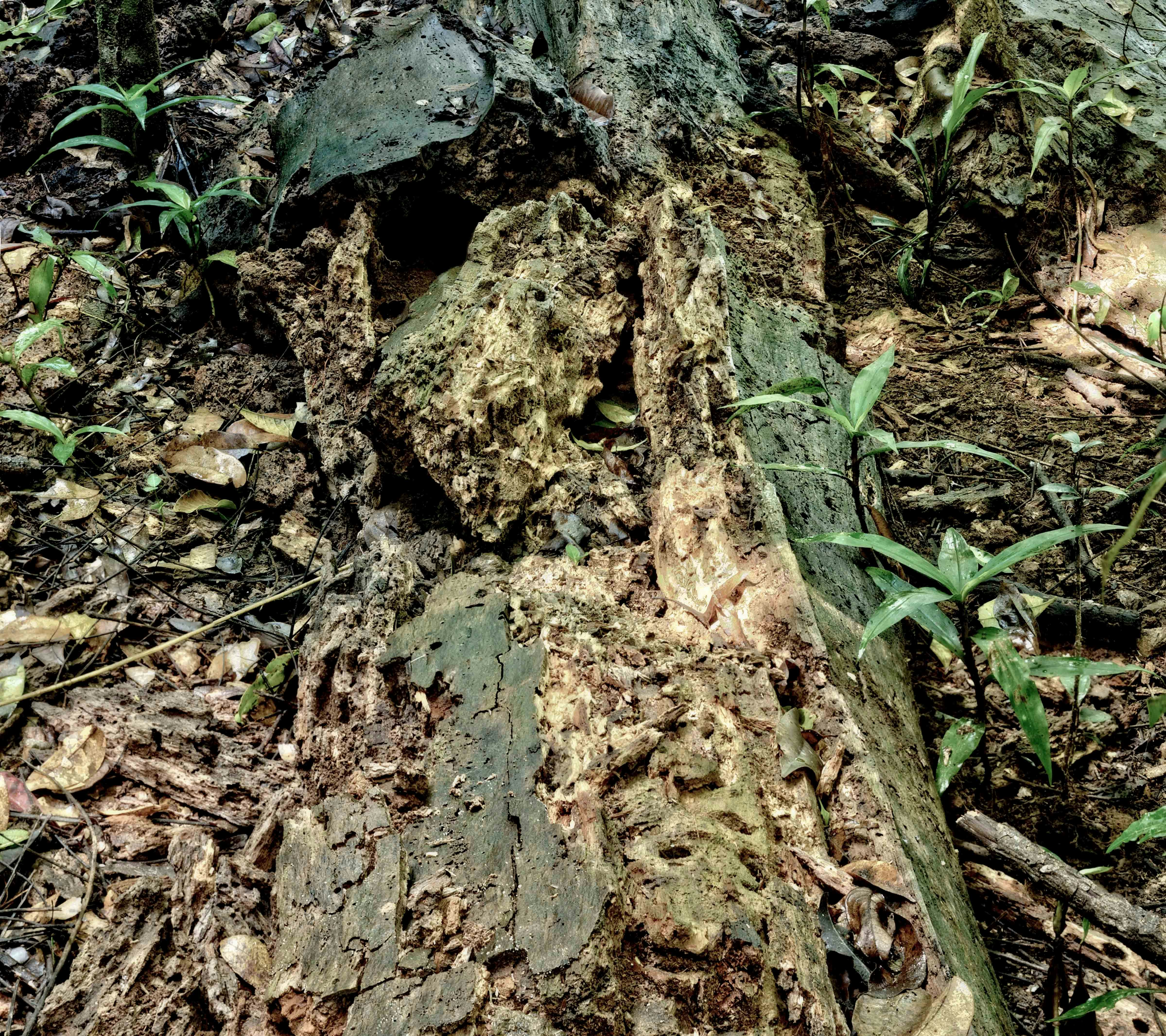 tronc d’arbre brun entouré de feuilles vertes