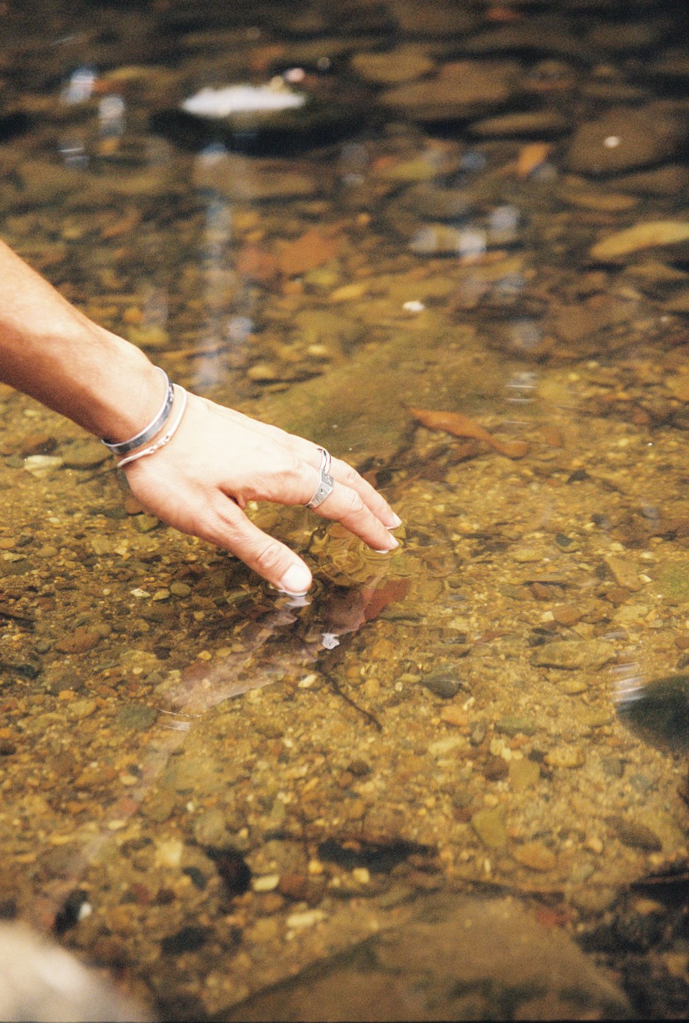 person holding brown dried leaf