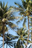 green coconut tree under blue sky during daytime