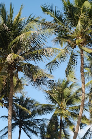 green coconut tree under blue sky during daytime