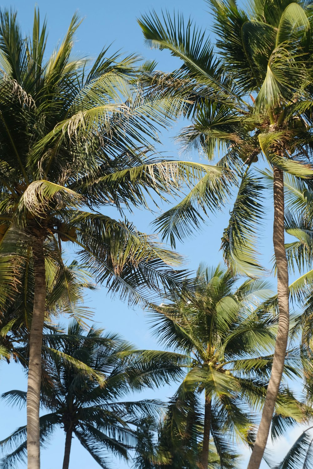 낮 동안 푸른 하늘 아래 녹색 코코넛 나무