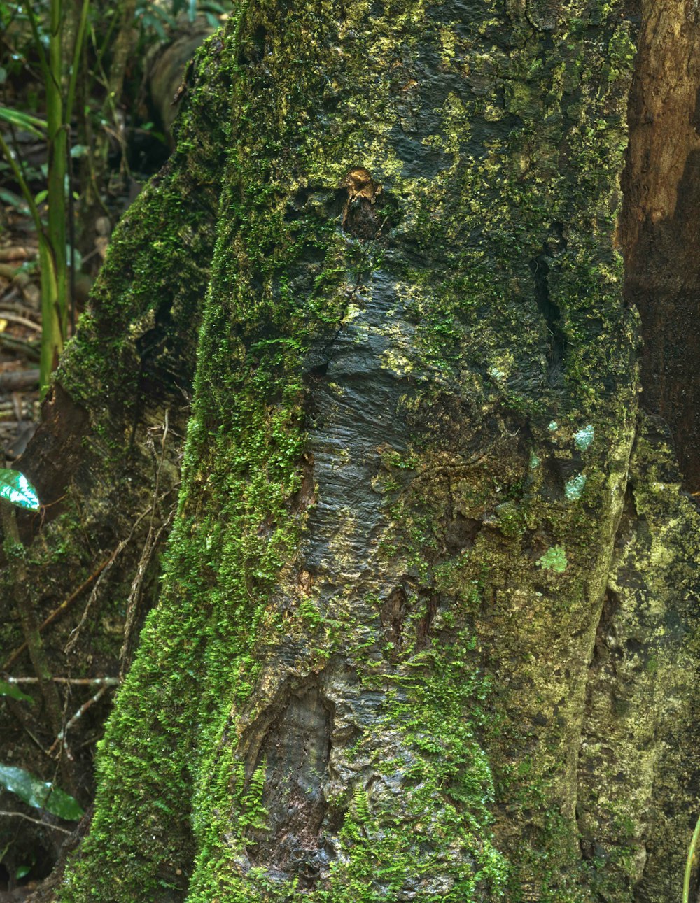 green moss on brown tree trunk