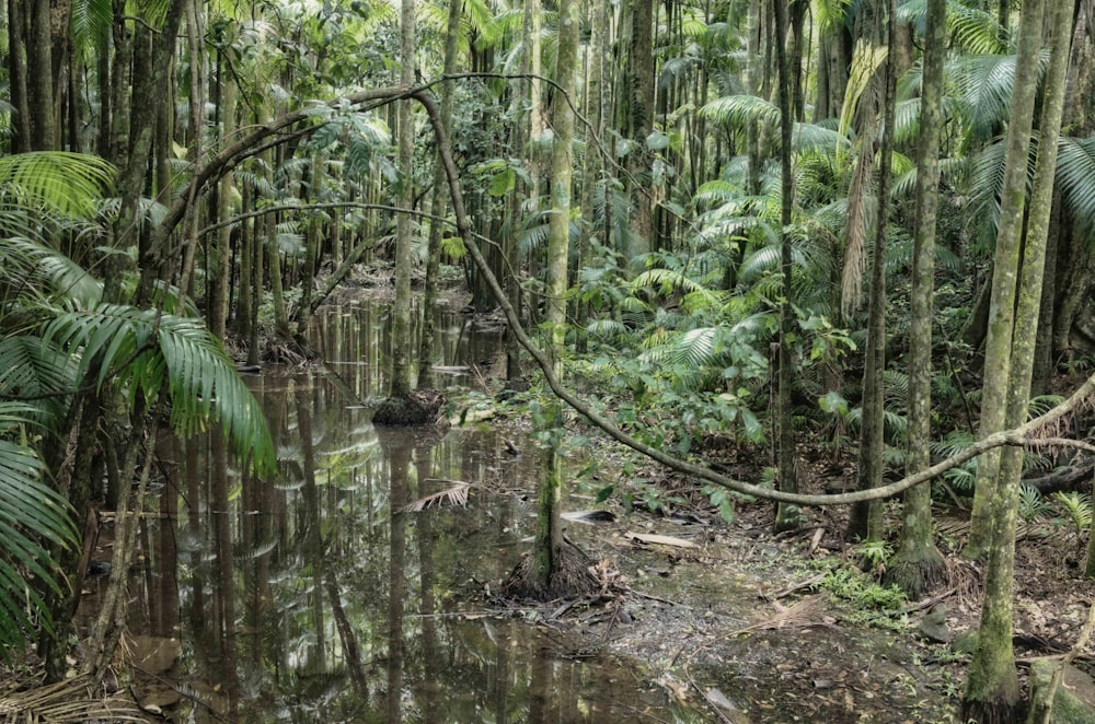 green bamboo trees on water