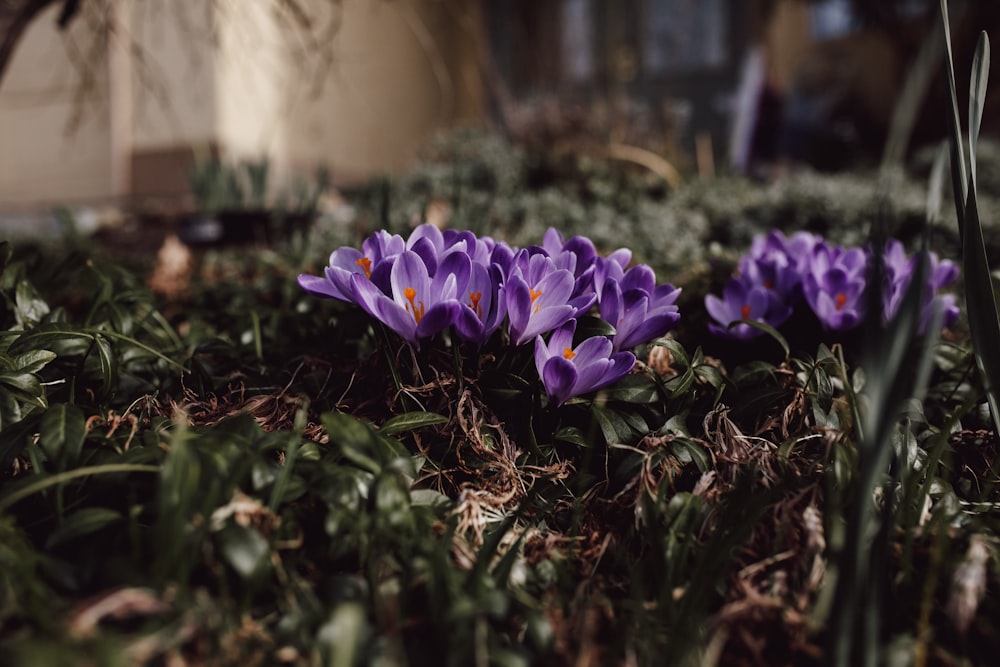 purple crocus flowers in bloom during daytime