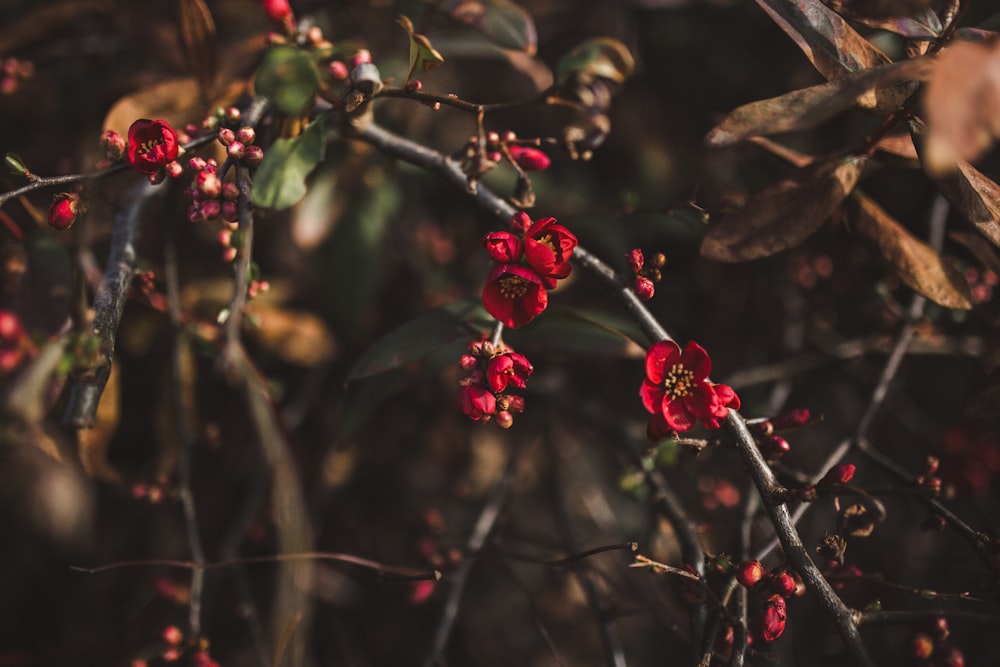 red flower in tilt shift lens