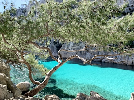 green trees beside blue body of water during daytime