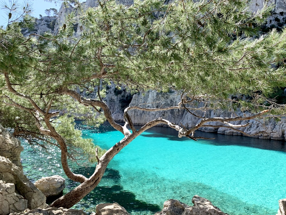 green trees beside blue body of water during daytime