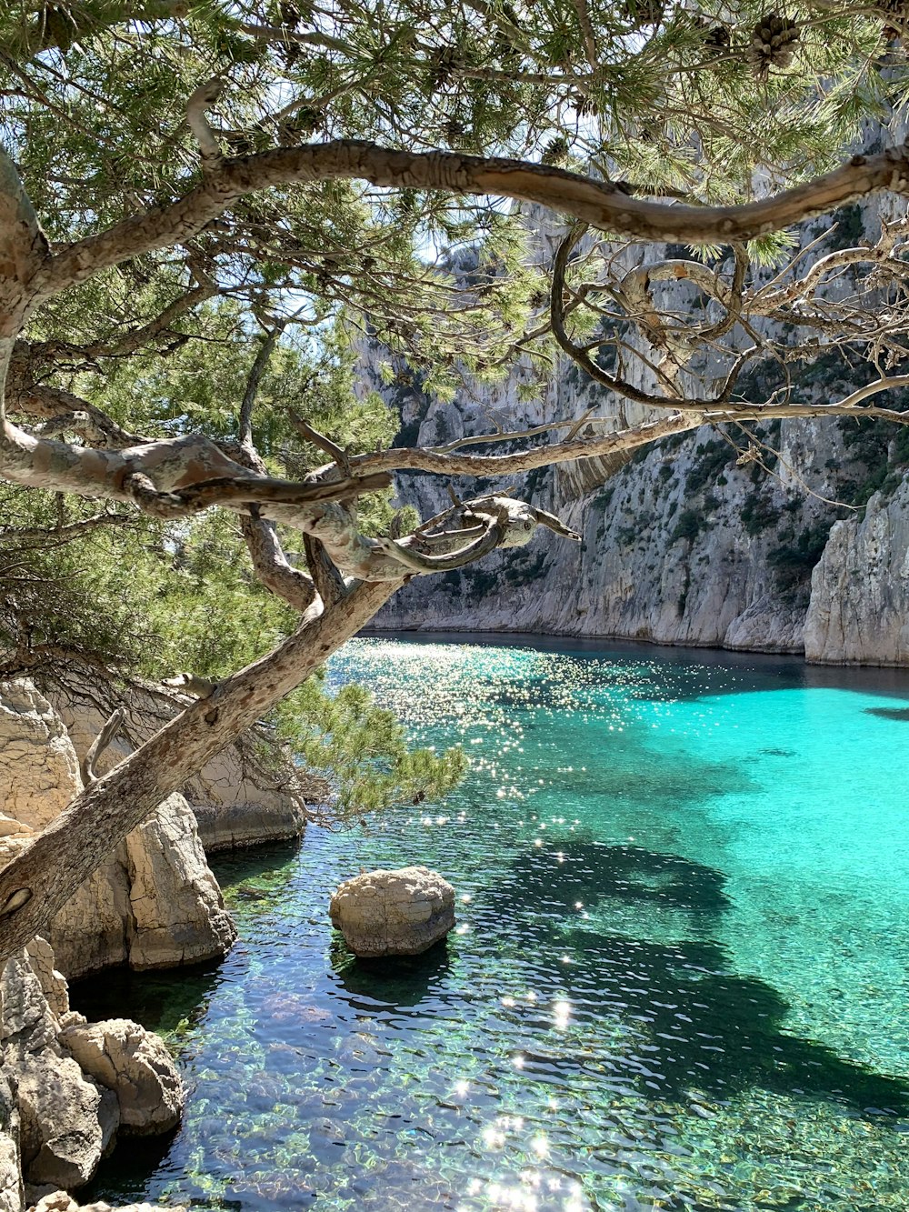 tronco d'albero marrone vicino allo specchio d'acqua blu durante il giorno