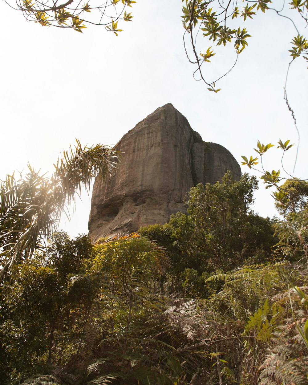 green trees near gray rock formation during daytime