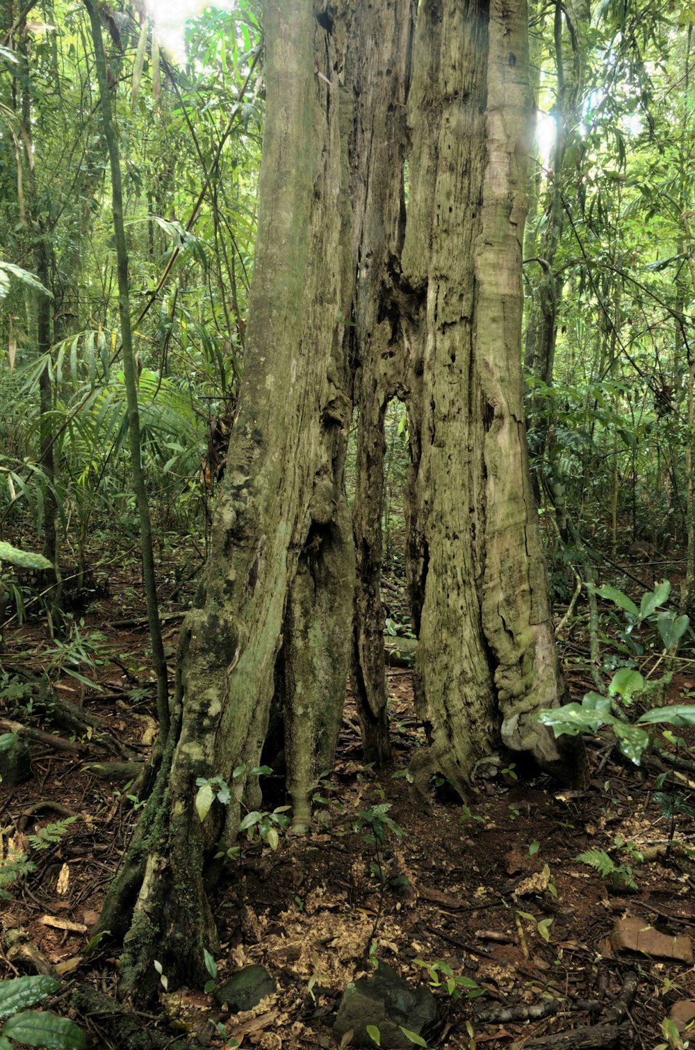 brown tree trunk surrounded by green plants