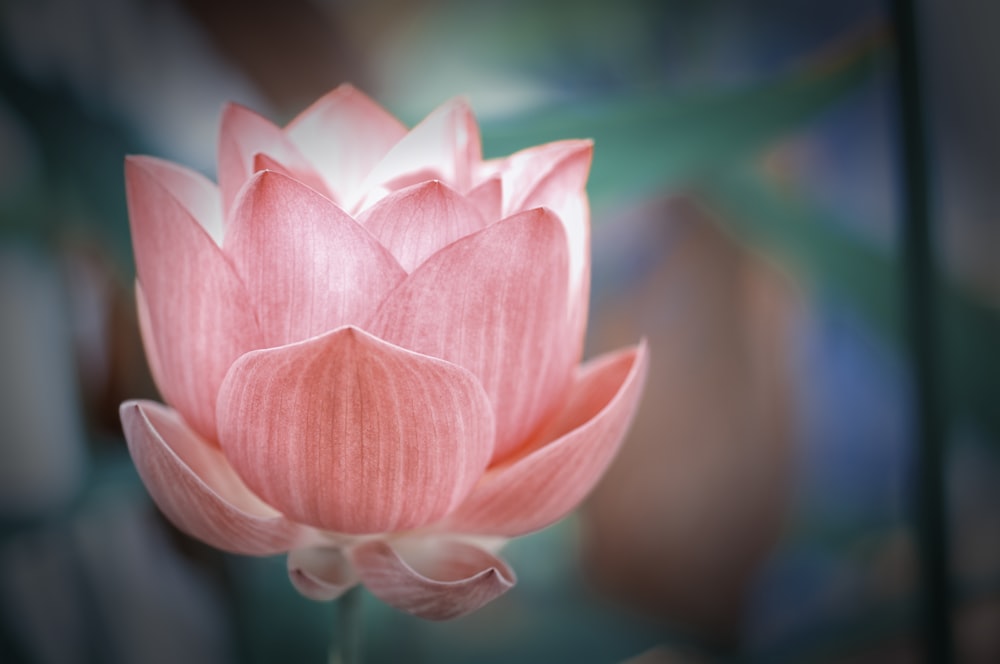 pink lotus flower in bloom