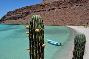 Cactus verde cerca de la playa en Baja California Sur, México.