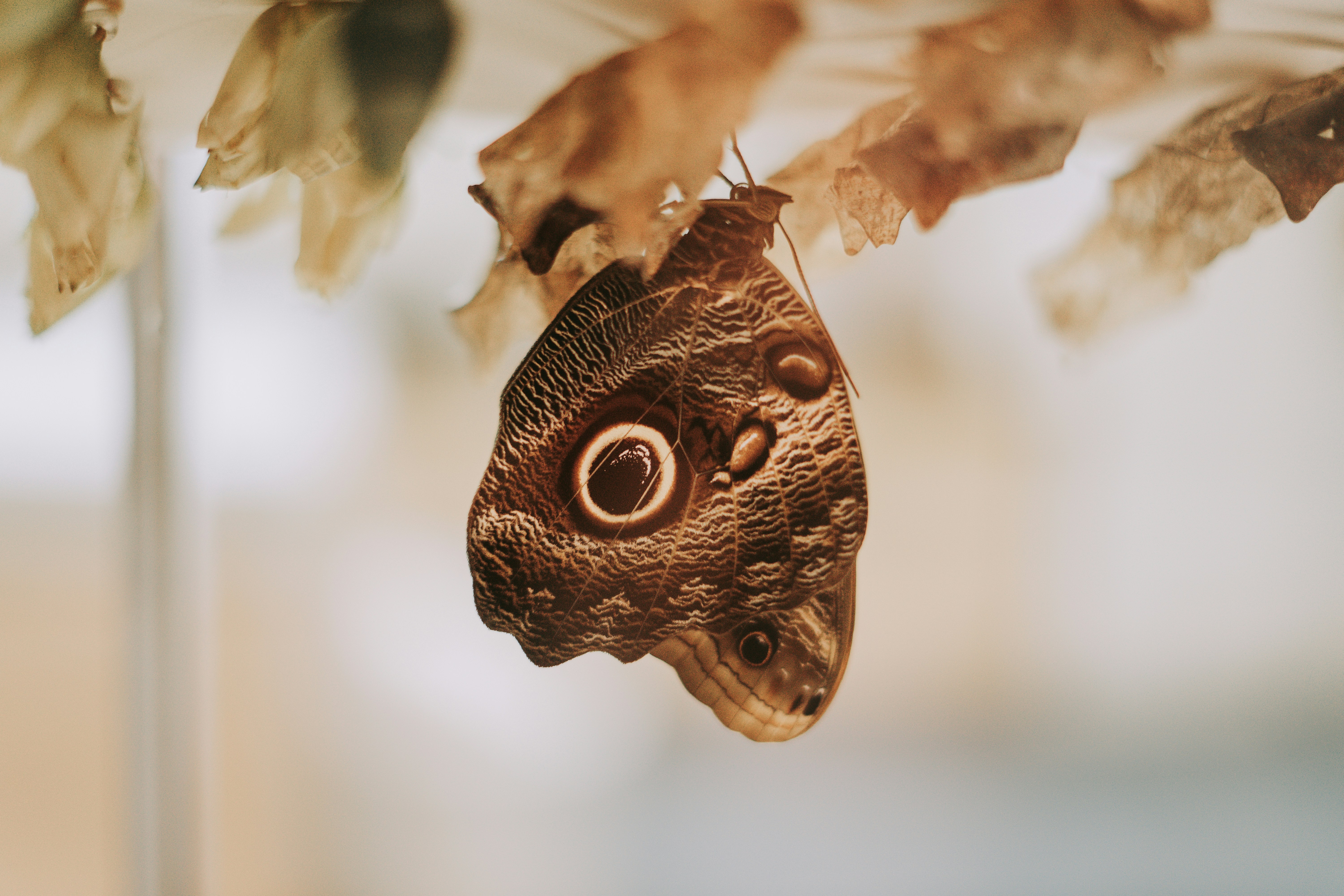 Patung burung hantu coklat dalam fotografi close-up