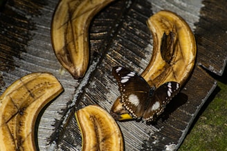 A group of sliced, ripe bananas placed on a textured surface with a dark brown butterfly sitting on one of the slices. The bananas appear to be slightly aged, with visible browning. The surface underneath has a rustic appearance and is illuminated by sunlight, casting shadows.