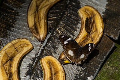 A group of sliced, ripe bananas placed on a textured surface with a dark brown butterfly sitting on one of the slices. The bananas appear to be slightly aged, with visible browning. The surface underneath has a rustic appearance and is illuminated by sunlight, casting shadows.