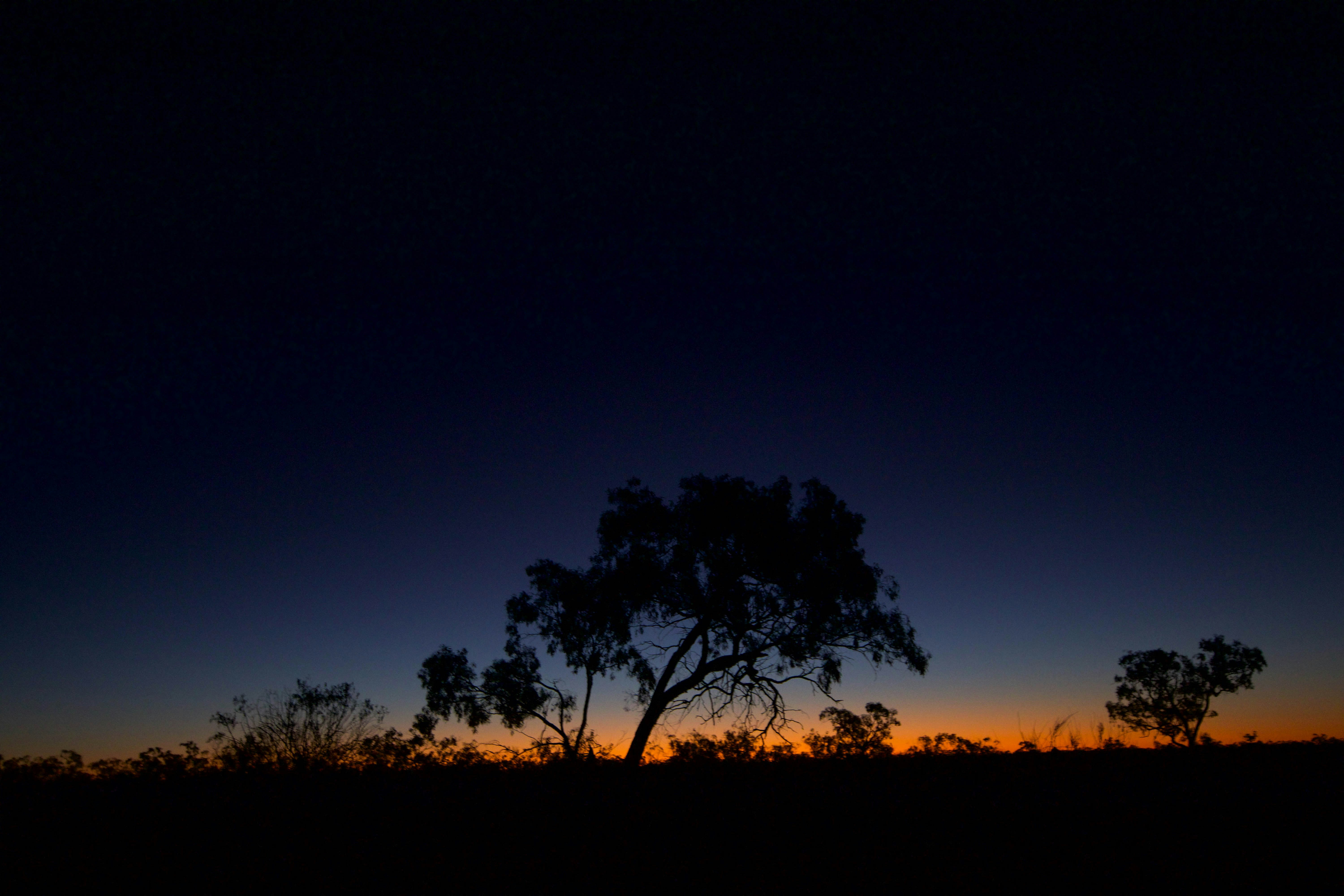 silhouette of trees during night time, Outback Sunset