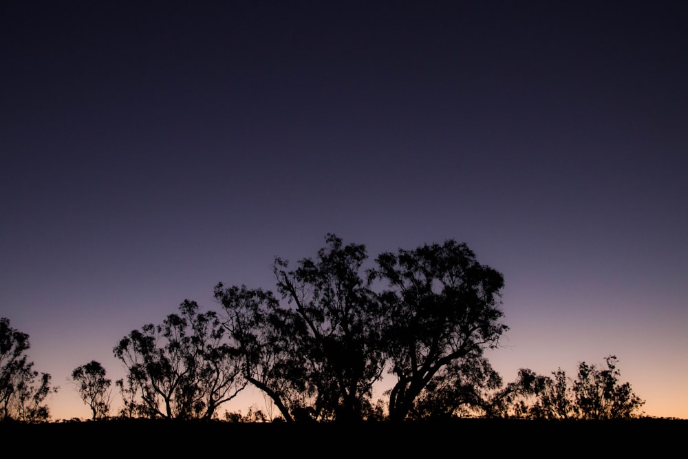 silhouette of trees during sunset