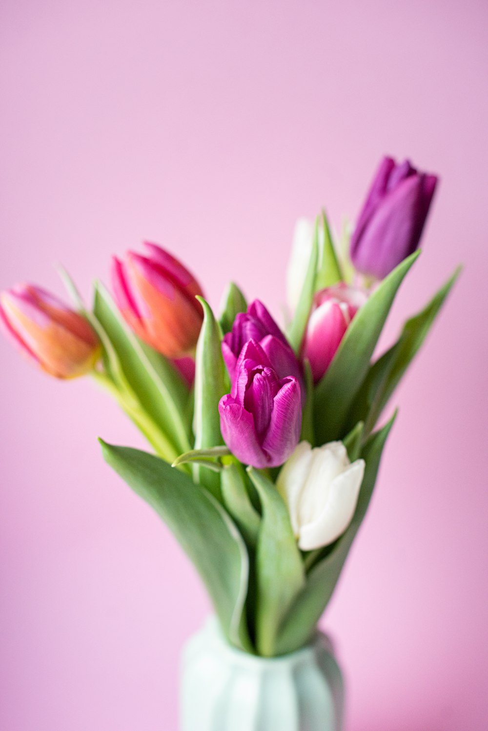 pink and white tulips in bloom