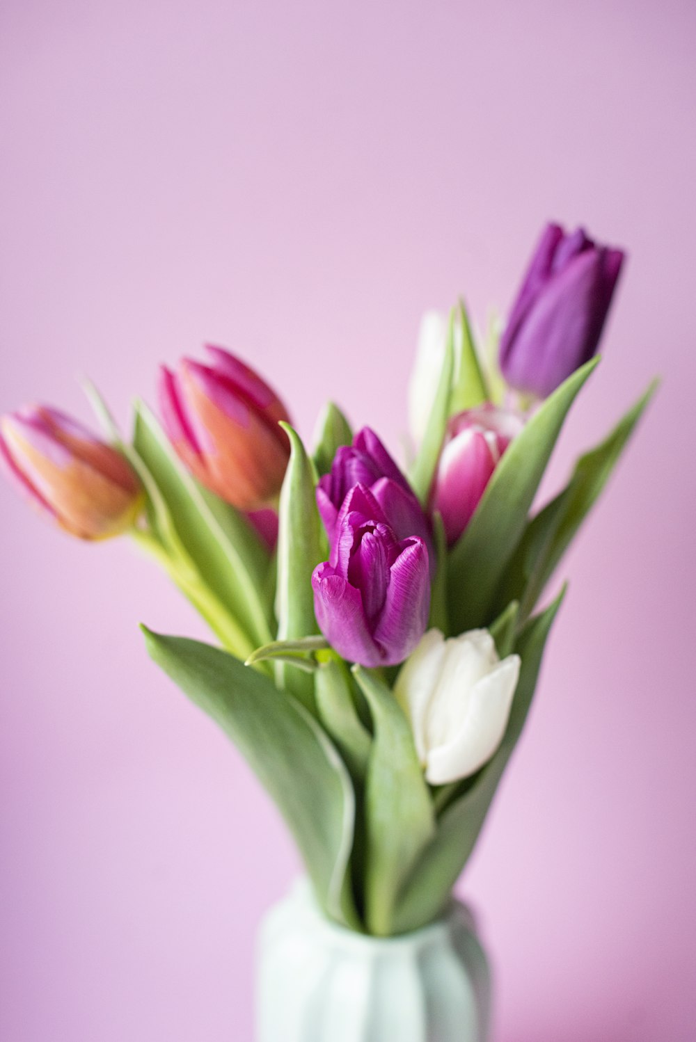 pink and white tulips in bloom