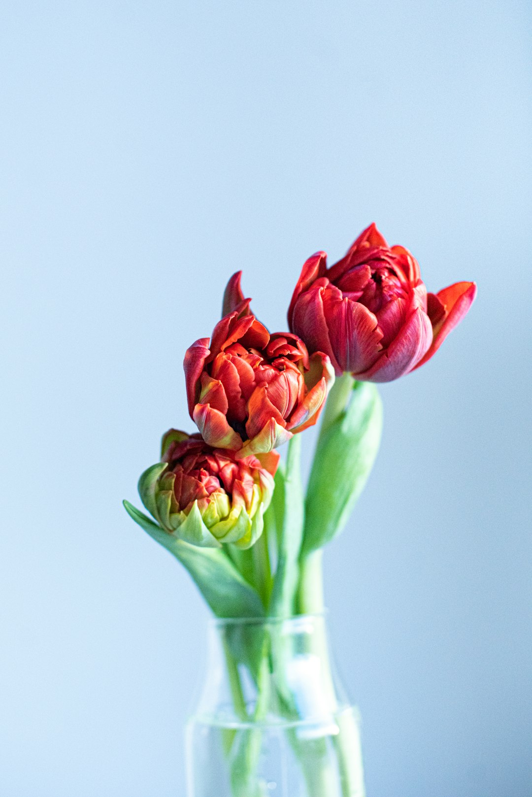 red tulips in clear glass vase