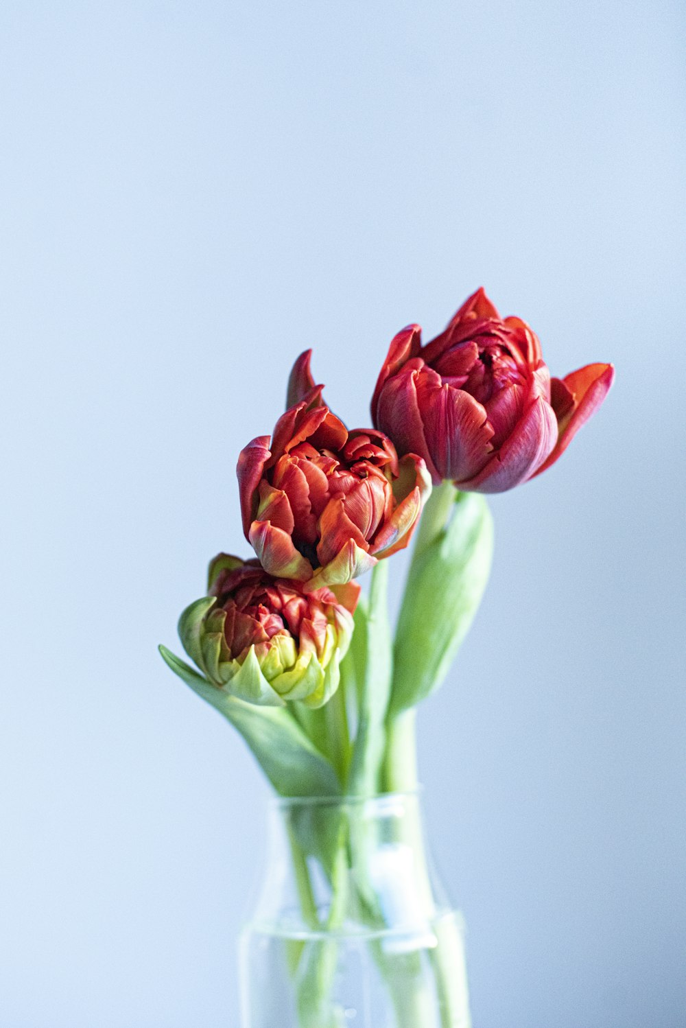 red tulips in clear glass vase
