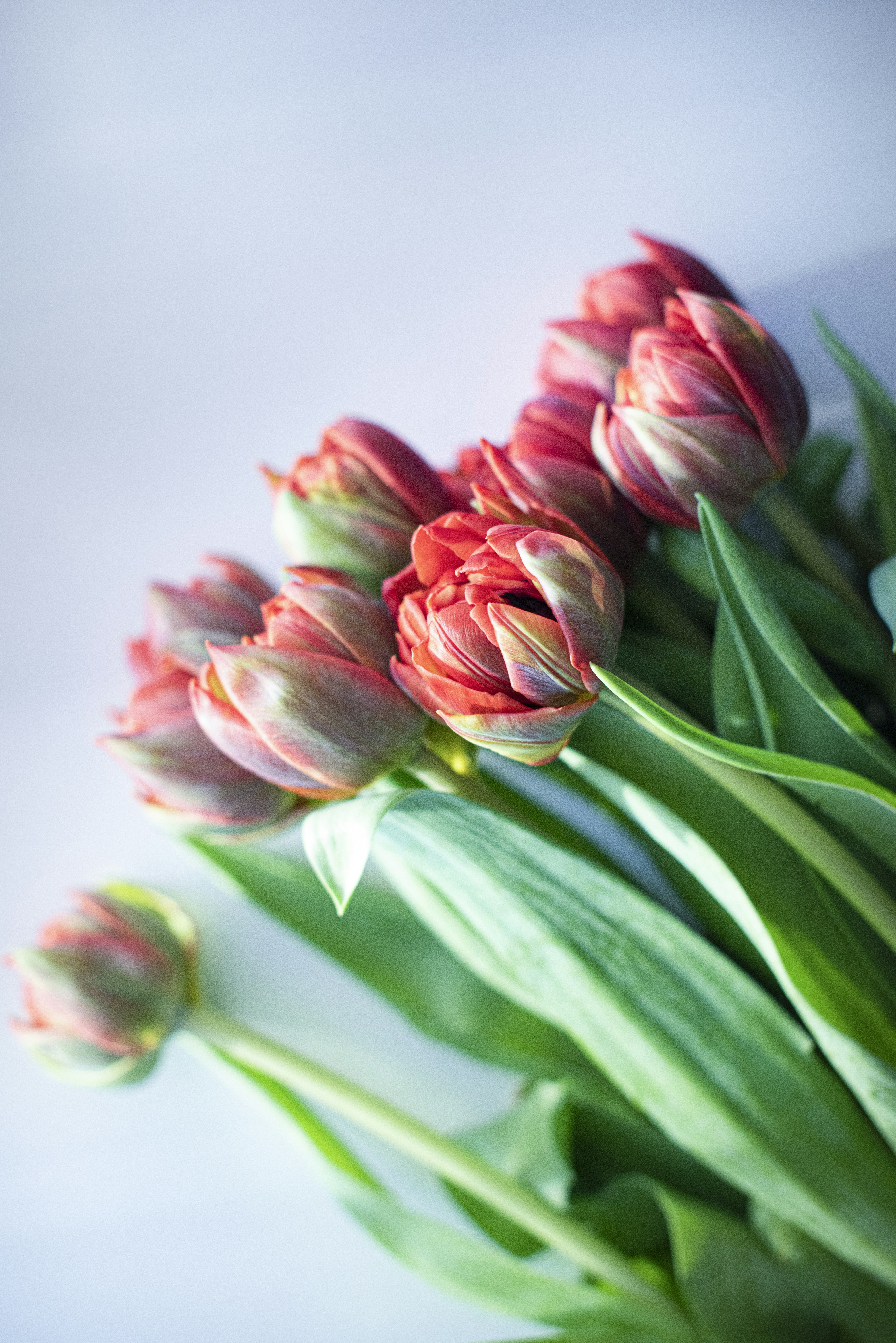 Photo by larisabirta