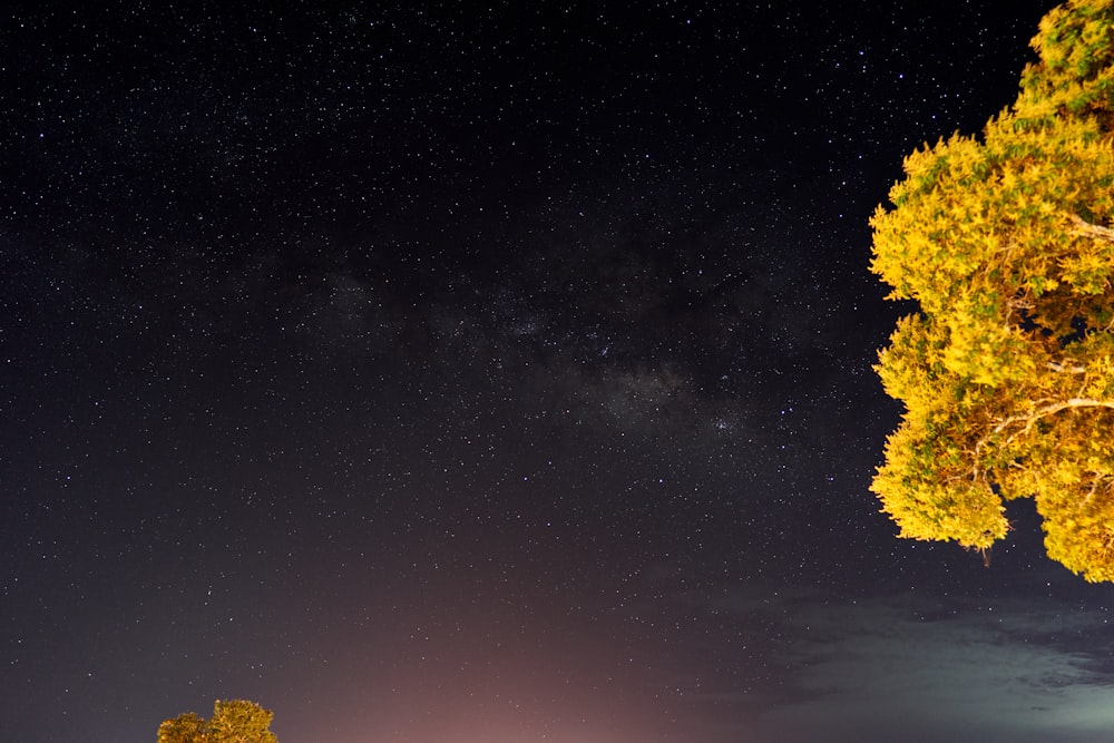 yellow tree under dark sky
