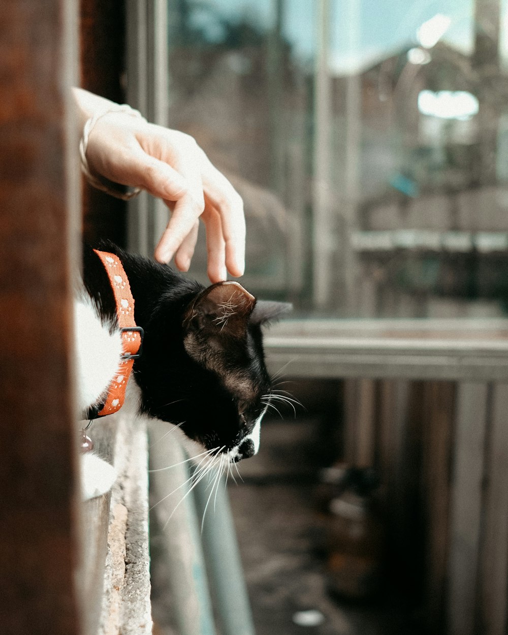 tuxedo cat on persons hand